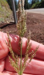 Agrostis exarata