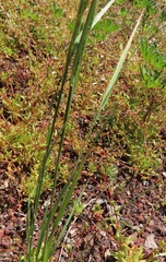 Agrostis exarata