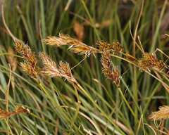 Carex leporinella