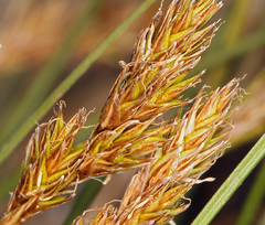 Carex leporinella