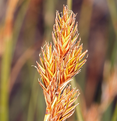 Carex leporinella