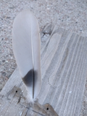 Streptopelia decaocto