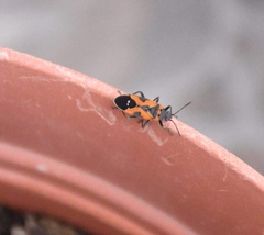 Lygaeus reclivatus