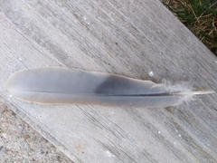 Streptopelia decaocto