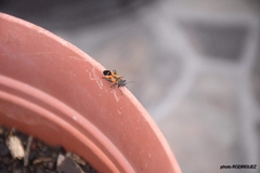 Lygaeus reclivatus