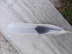 Streptopelia decaocto