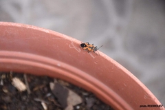 Lygaeus reclivatus