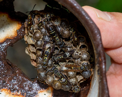 Mischocyttarus pallidipectus