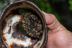 Mischocyttarus pallidipectus