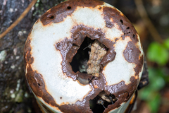 Mischocyttarus pallidipectus