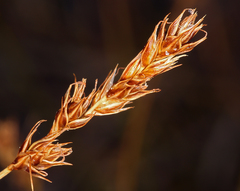 Carex occidentalis