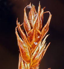 Carex occidentalis