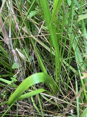 Xyris laxifolia
