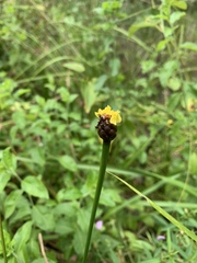 Xyris laxifolia