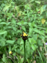 Xyris laxifolia