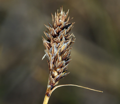 Carex orestera