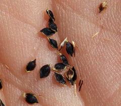 Carex orestera