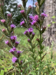 Liatris tenuis