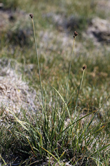 Carex orestera