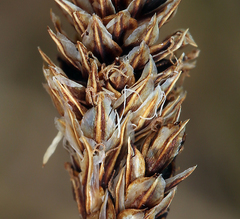 Carex orestera