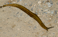 Vaginulus taunaisii