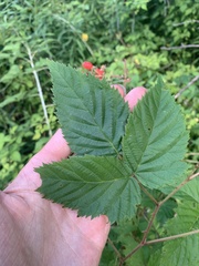Rubus