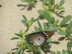 Danaus chrysippus alcippus