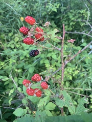 Rubus