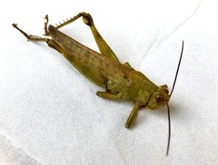 Valanga nigricornis lombokensis