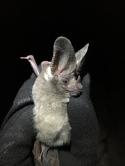 Macrotus californicus