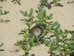 Danaus chrysippus alcippus