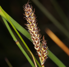 Carex idahoa