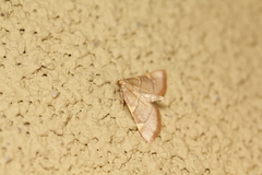 Hypsopygia binodulalis