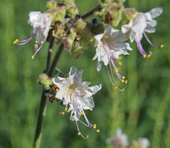 Mirabilis hirsuta