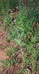 Mirabilis hirsuta