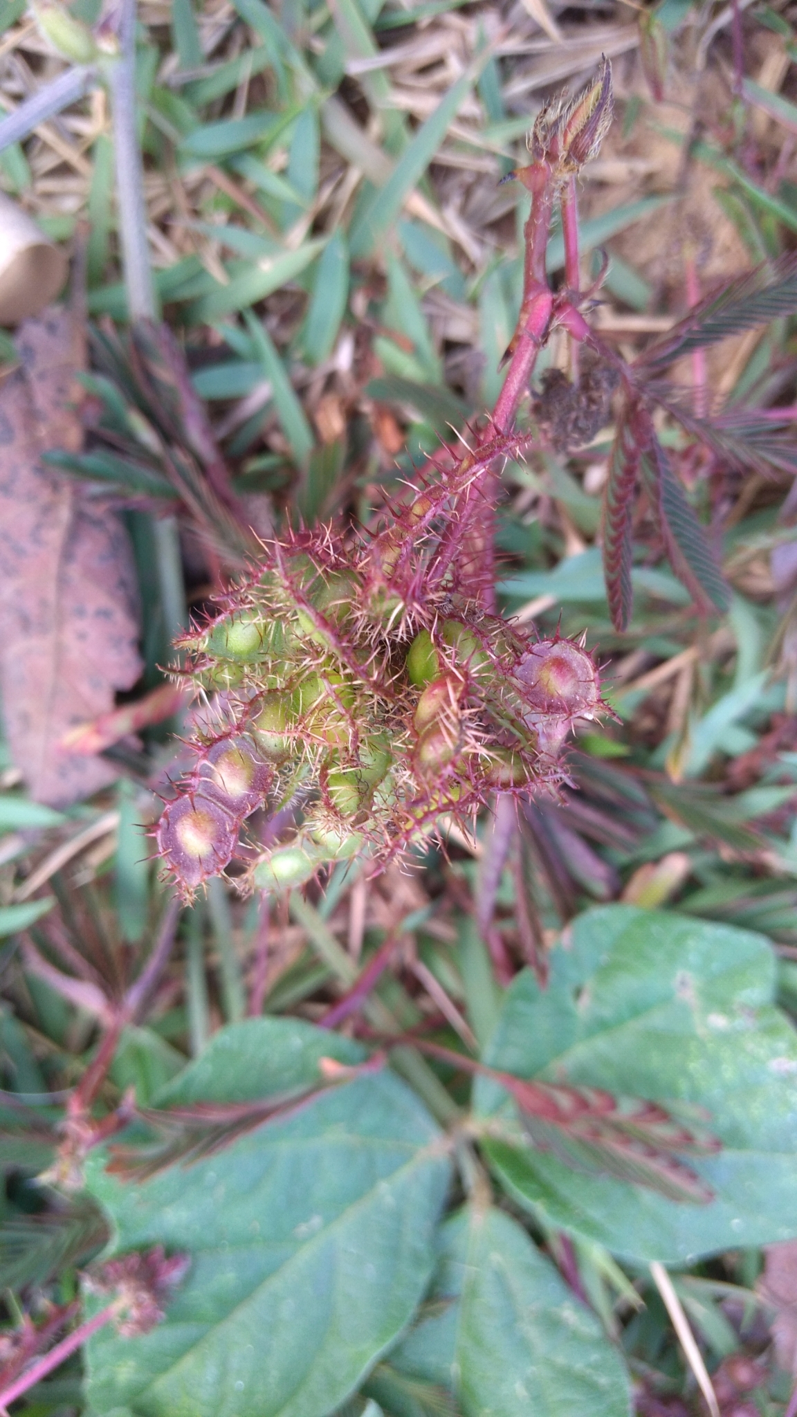 Mimosa pudica
