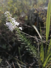 Veronica pinnata