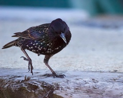 Sturnus vulgaris
