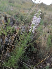Veronica pinnata