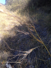 Stipa