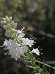 Veronica pinnata