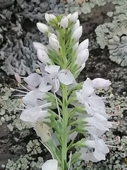 Veronica pinnata