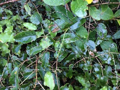 Rubus squarrosus