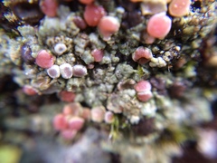 Placopsis rhodophthalma