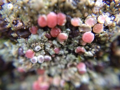 Placopsis rhodophthalma