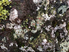 Placopsis rhodophthalma