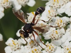 Physocephala rufipes