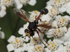 Physocephala rufipes