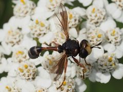 Physocephala rufipes