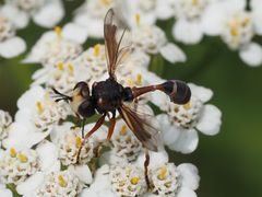 Physocephala rufipes
